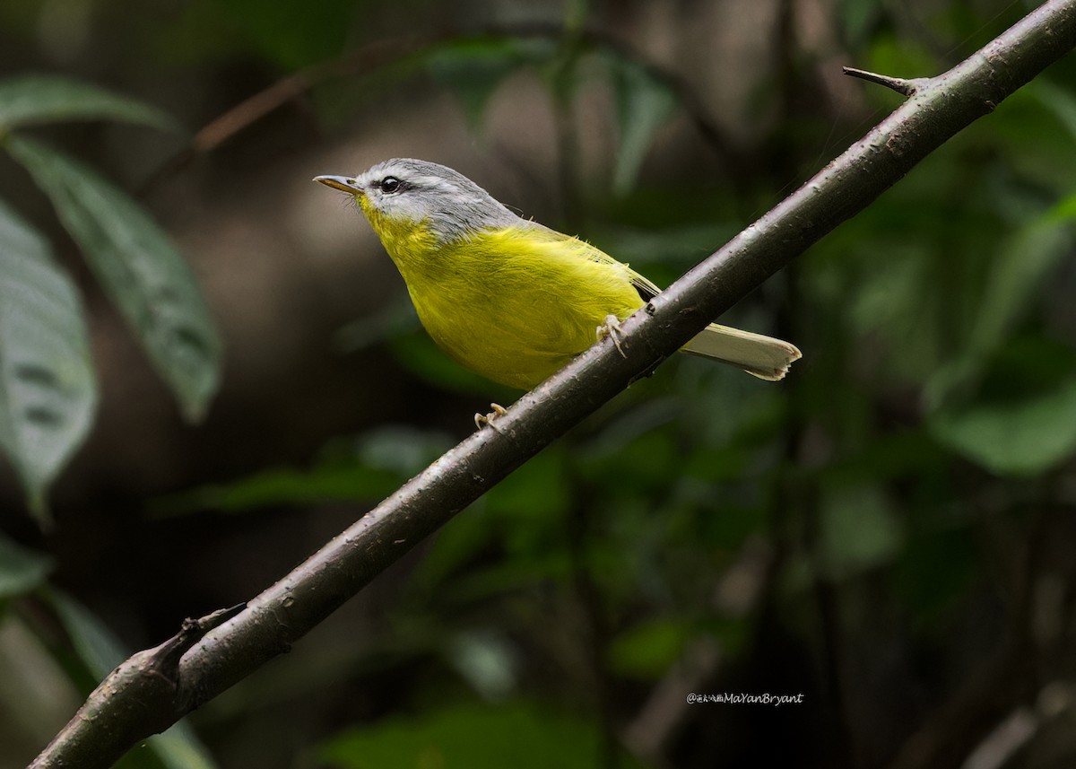 Gray-hooded Warbler - ML646231334