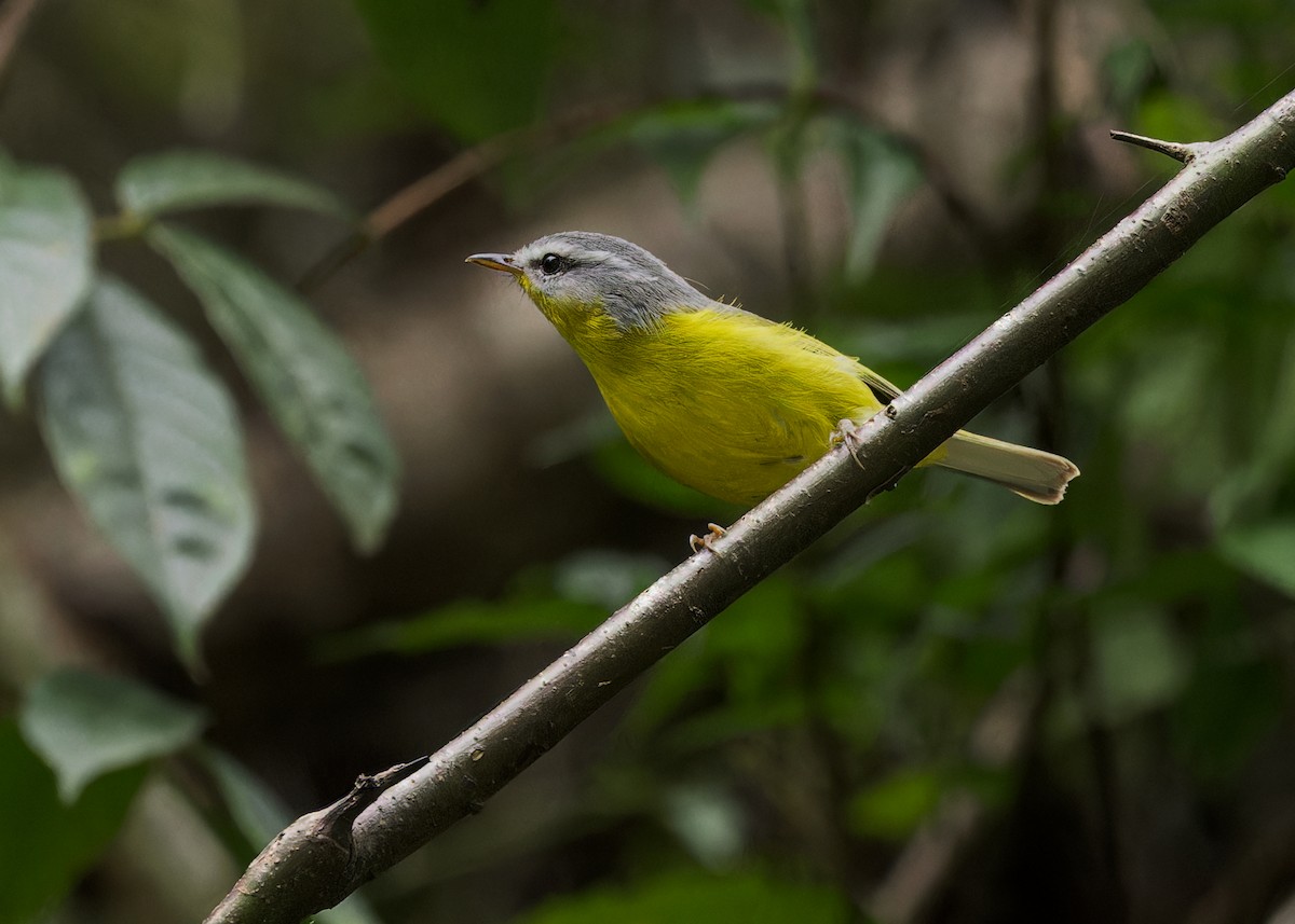 Gray-hooded Warbler - ML646231335
