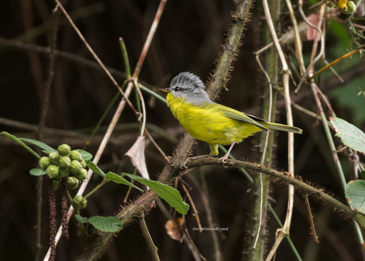 Gray-hooded Warbler - ML646231336