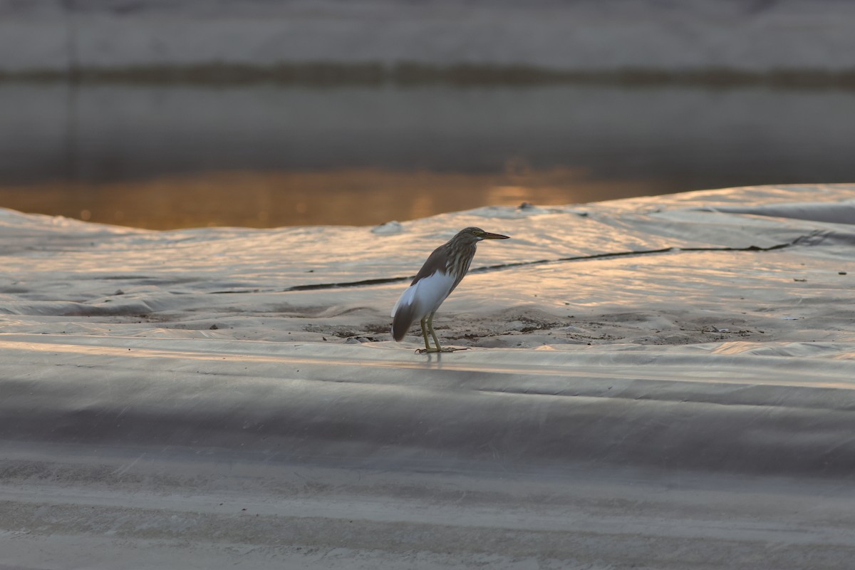 pond-heron sp. - ML646231337