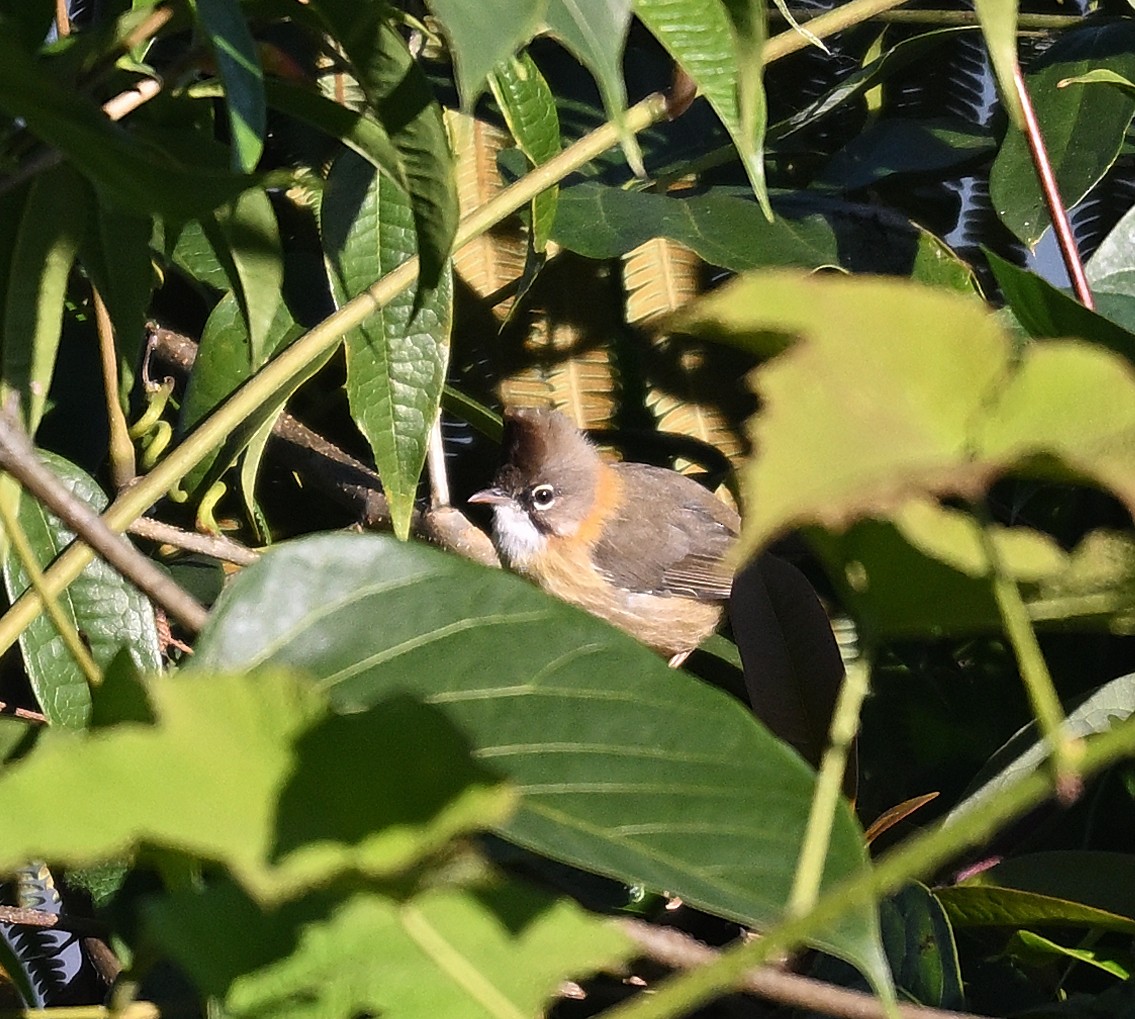 Whiskered Yuhina - ML646231338