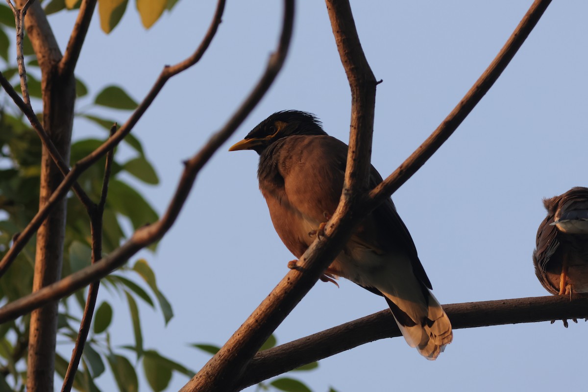 Common Myna - ML646231339