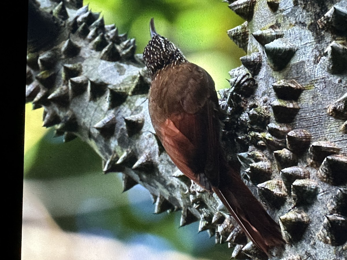 Streak-headed Woodcreeper - ML646231340