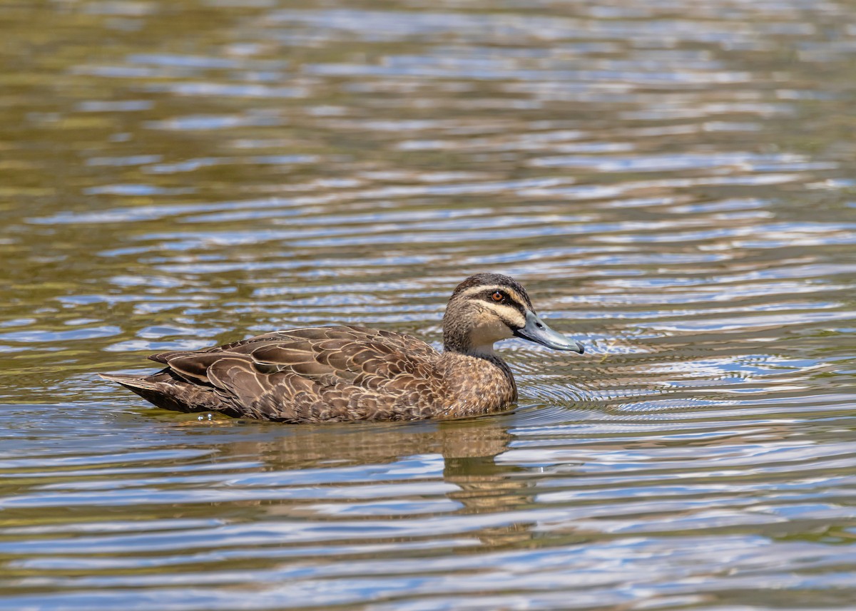 Pacific Black Duck - ML646231341