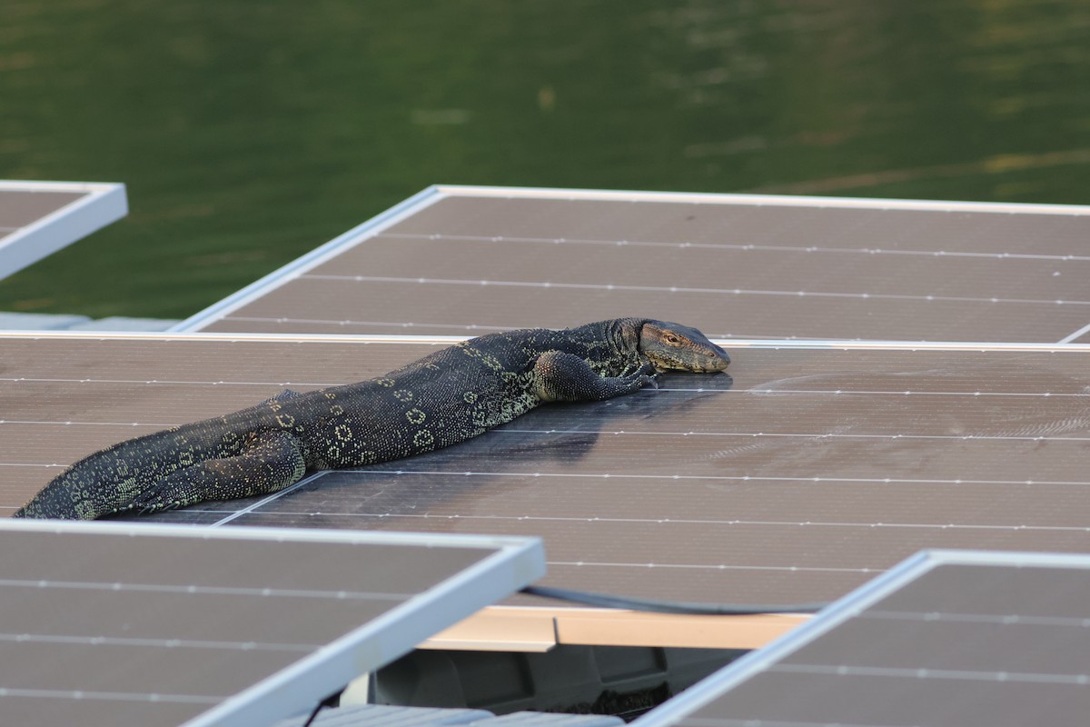 Southeast Asian Water Monitor - ML646231342