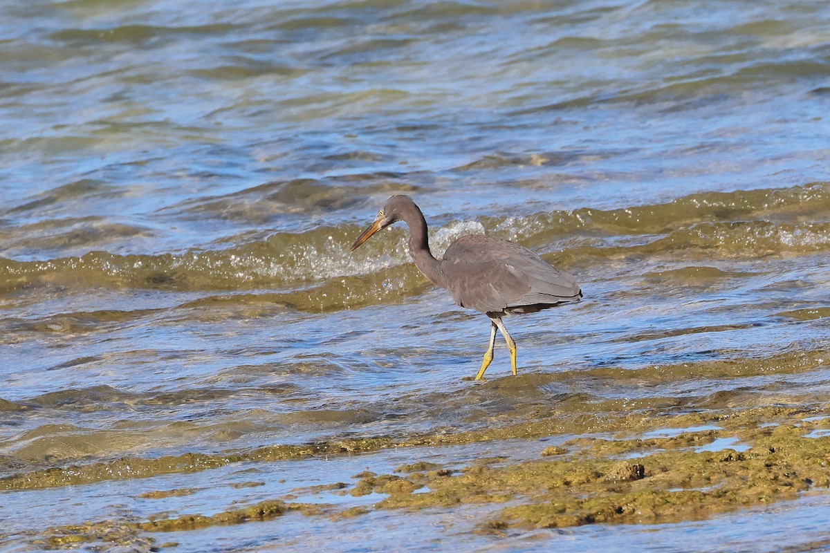 volavka pobřežní - ML646231343