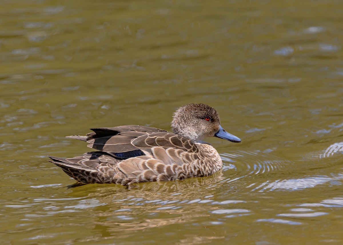 Gray Teal - ML646231344