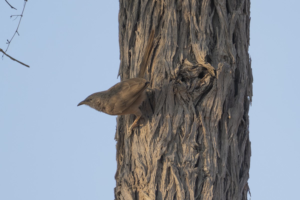 Arabian Babbler - ML646231346