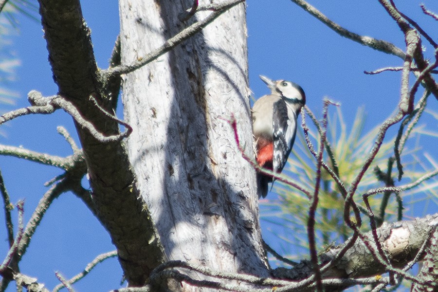 Great Spotted Woodpecker - ML646231347