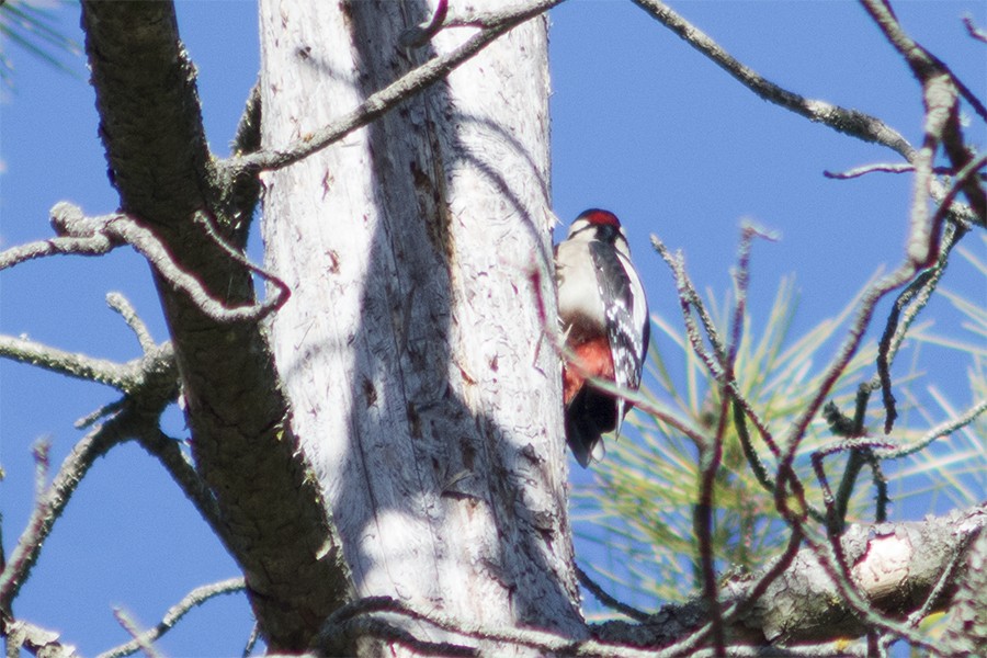 Great Spotted Woodpecker - ML646231348