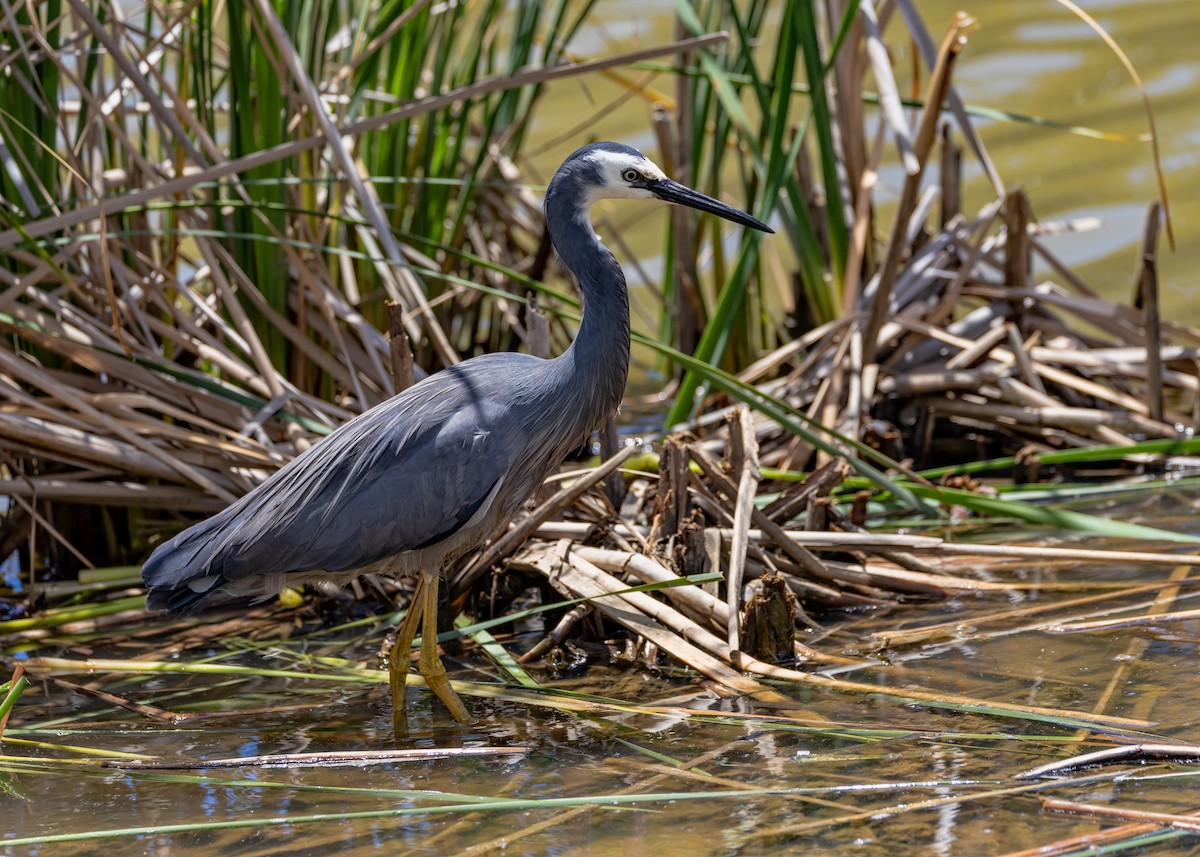 volavka bělolící - ML646231352