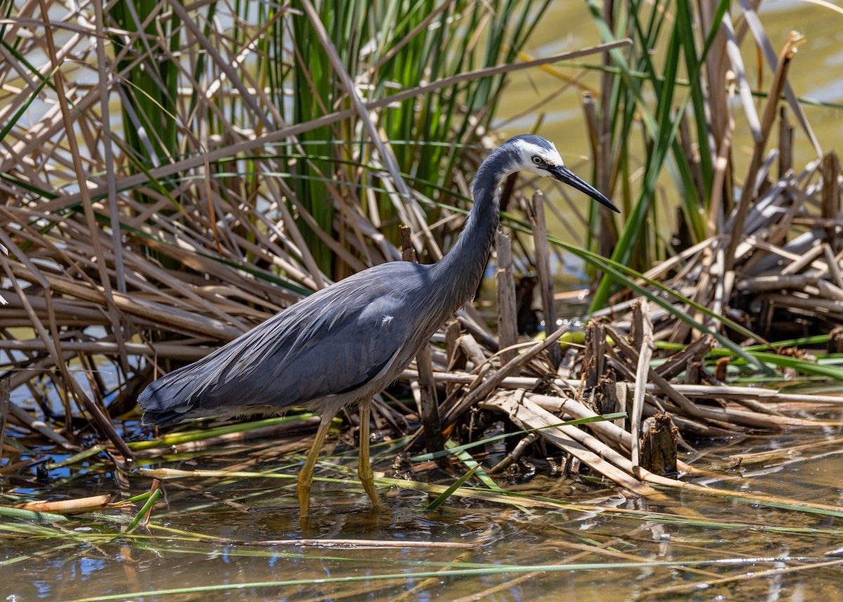 volavka bělolící - ML646231353