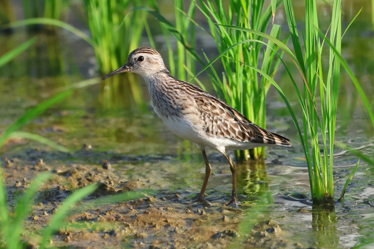 langtåsnipe - ML646231355