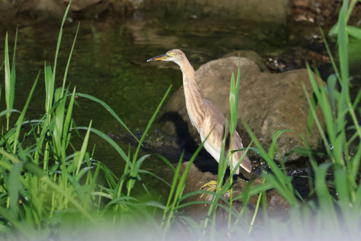 volavka nádherná - ML646231367