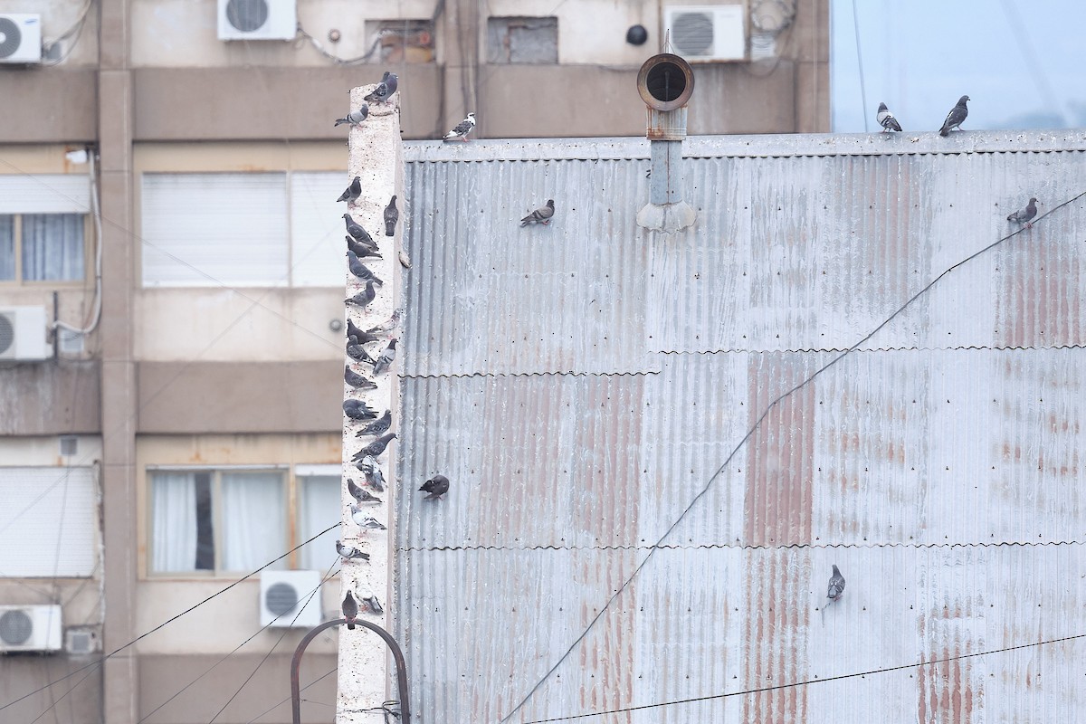 Rock Pigeon - ML646231369