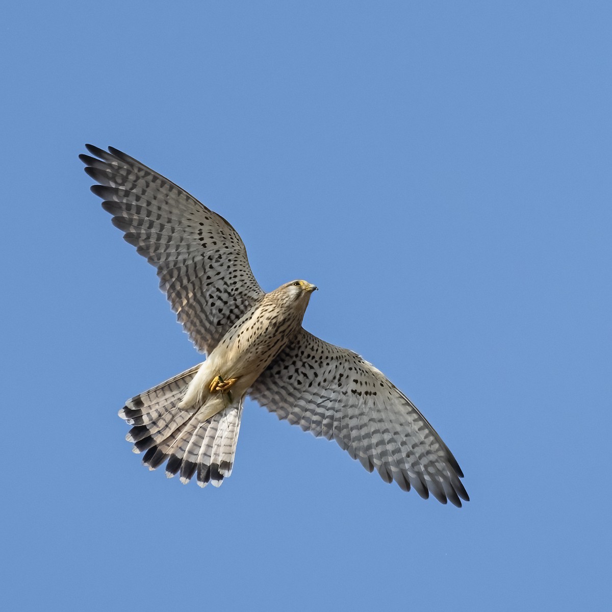 Eurasian Kestrel - ML646231381