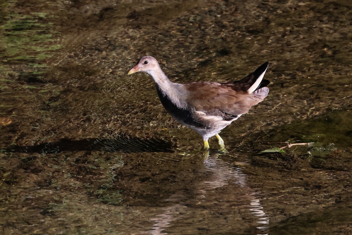 sivhøne - ML646231382