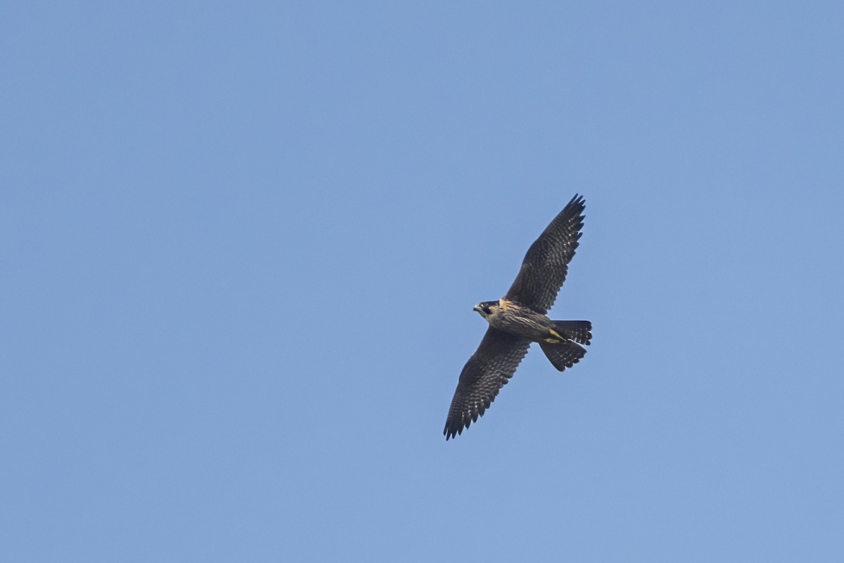 Peregrine Falcon - ML646231385