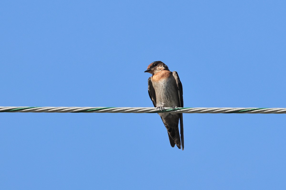 Pacific Swallow - ML646231388