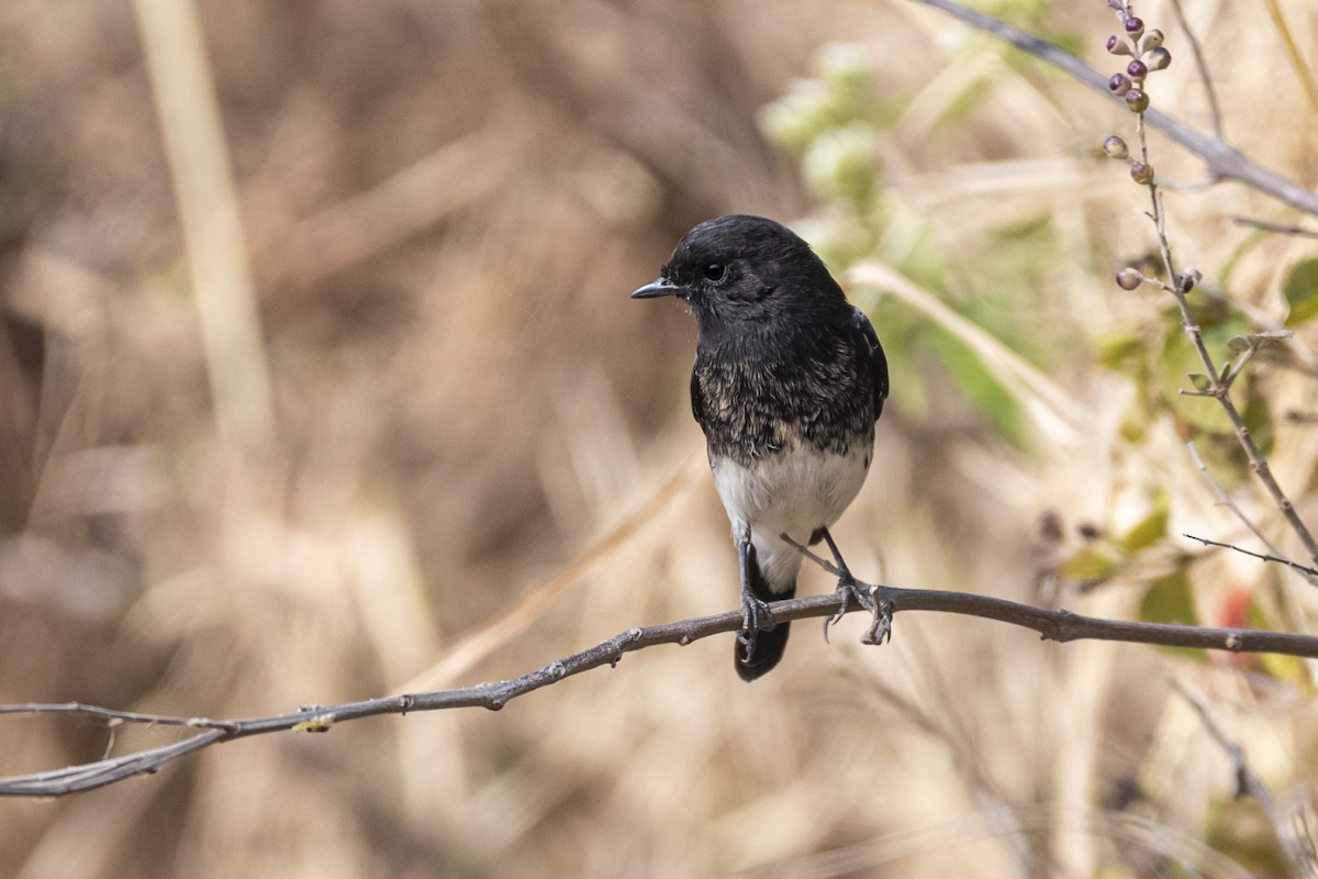 Pied Bushchat - ML646231390