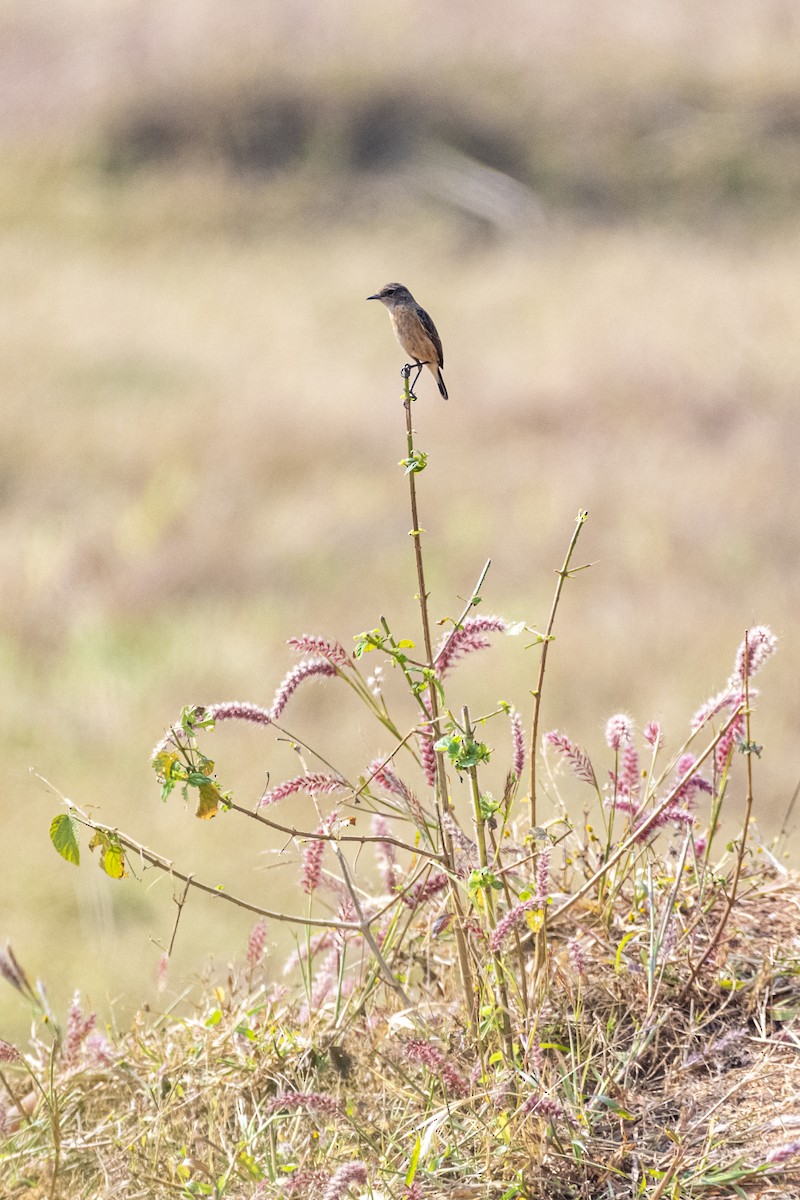 Pied Bushchat - ML646231391