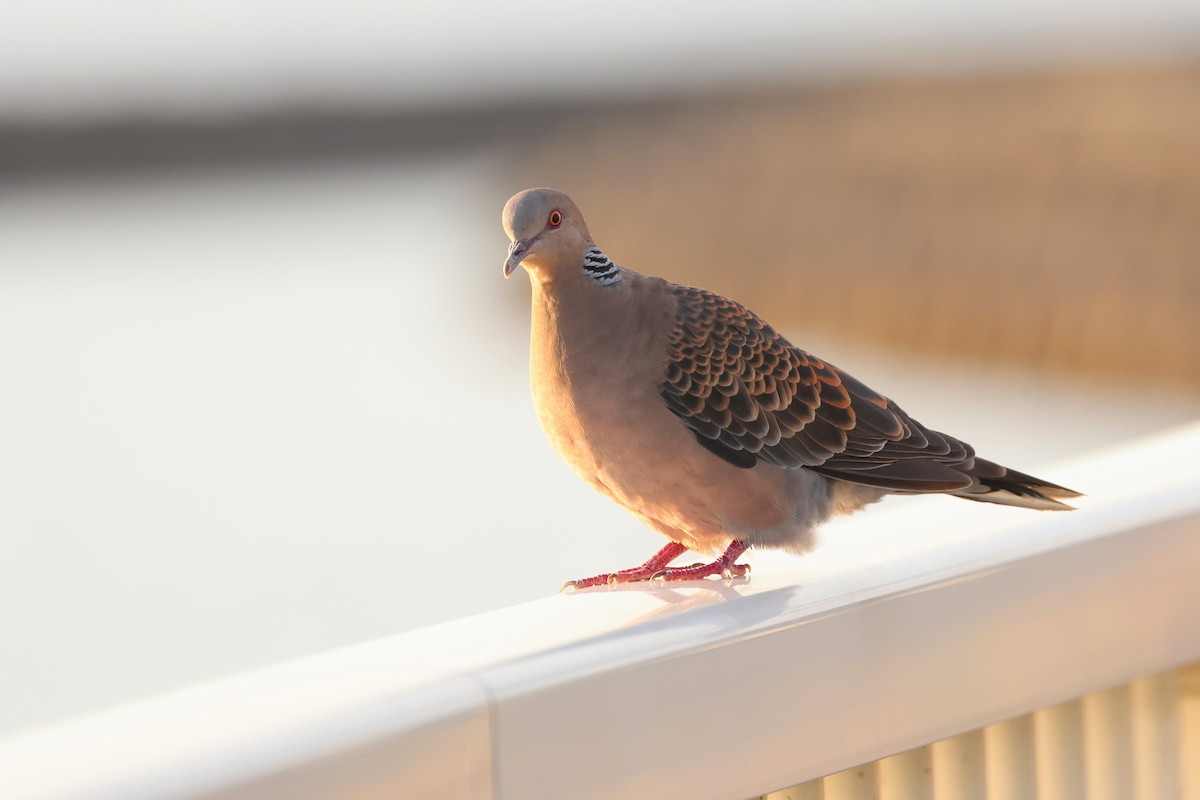 mongolturteldue - ML646231394