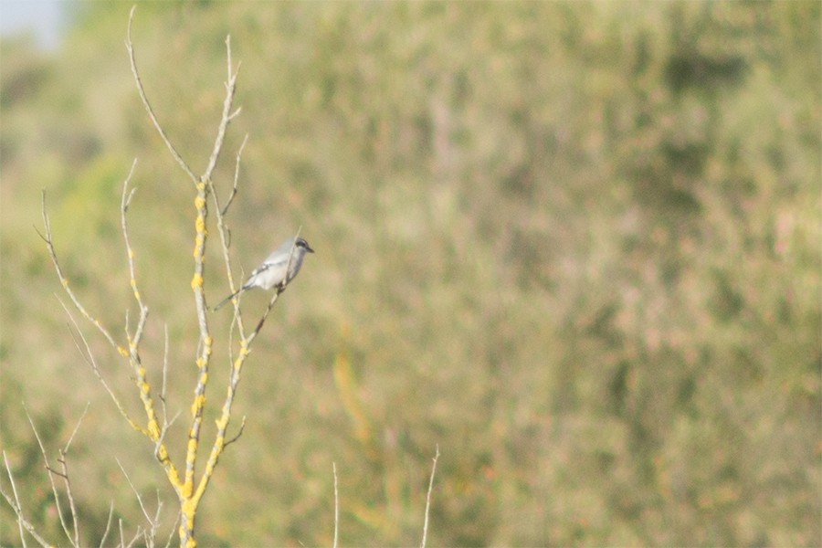 Iberian Gray Shrike - ML646231396