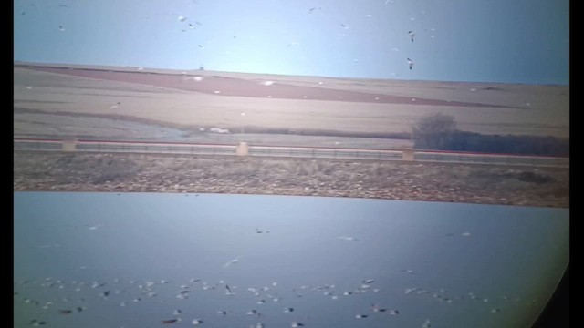 Озёрная чайка - ML646231410