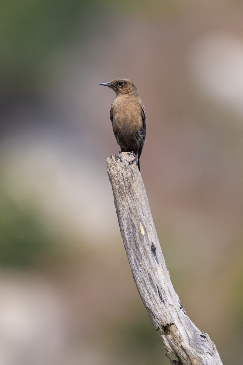 Brown Rock Chat - ML646231422