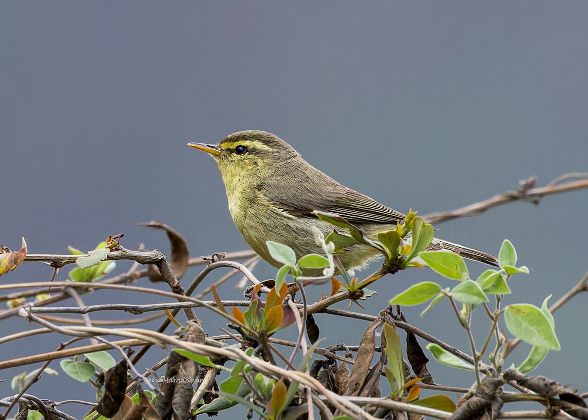 Tickell Çıvgını - ML646231430