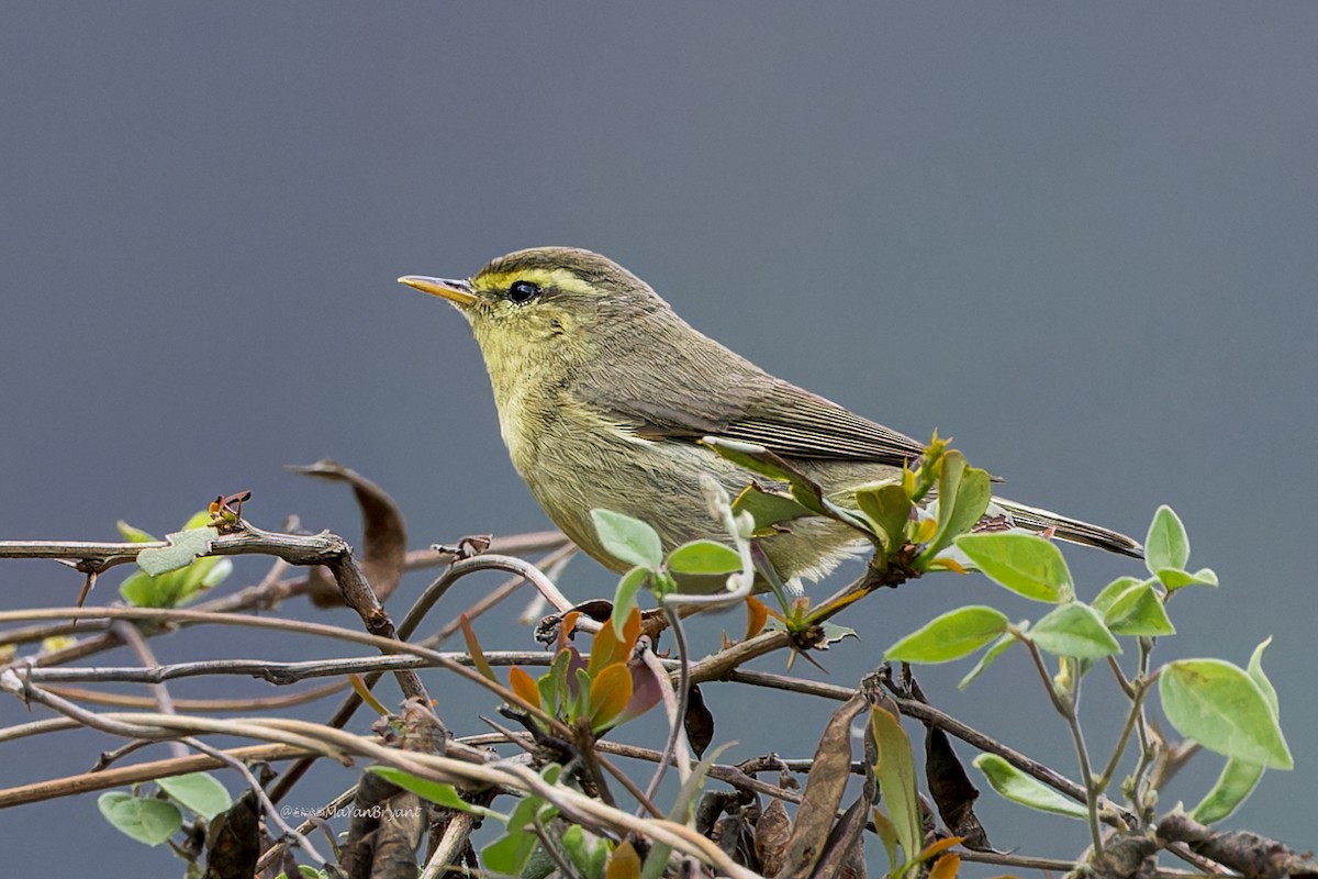 Tickell Çıvgını - ML646231431