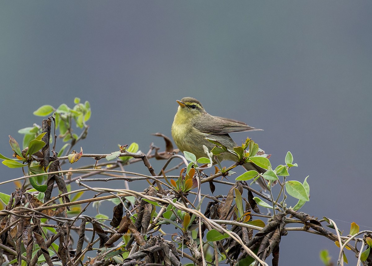 Tickell Çıvgını - ML646231432