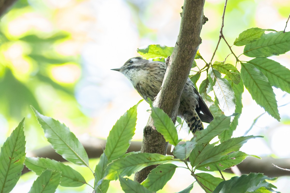 knøttspett - ML646231435