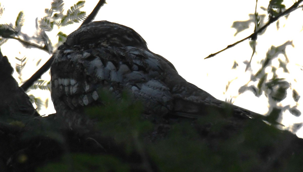 Chotacabras Hindú - ML646231494