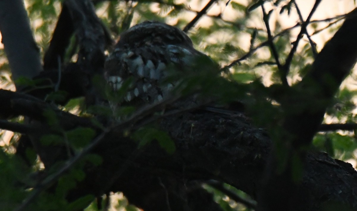 Chotacabras Hindú - ML646231496