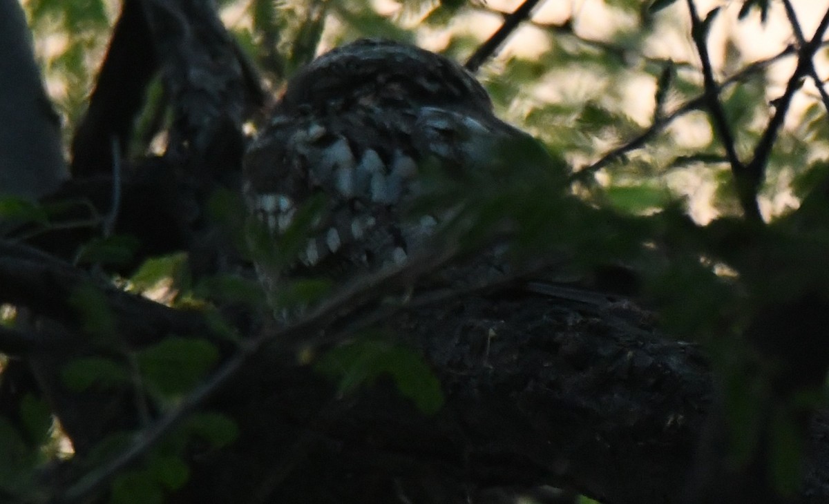 Chotacabras Hindú - ML646231497