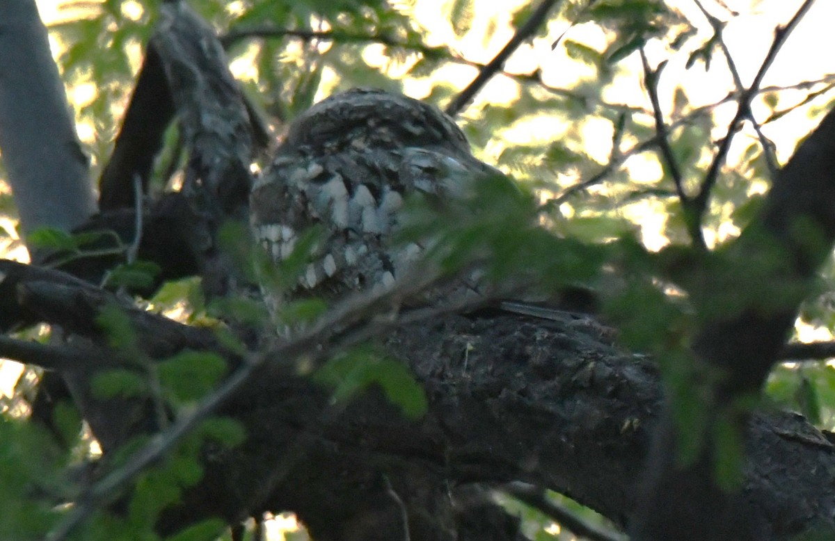 Chotacabras Hindú - ML646231498