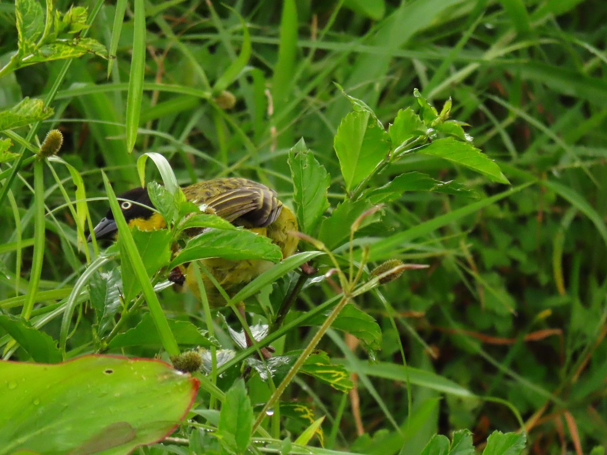 Tejedor Baglafecht - ML646231502