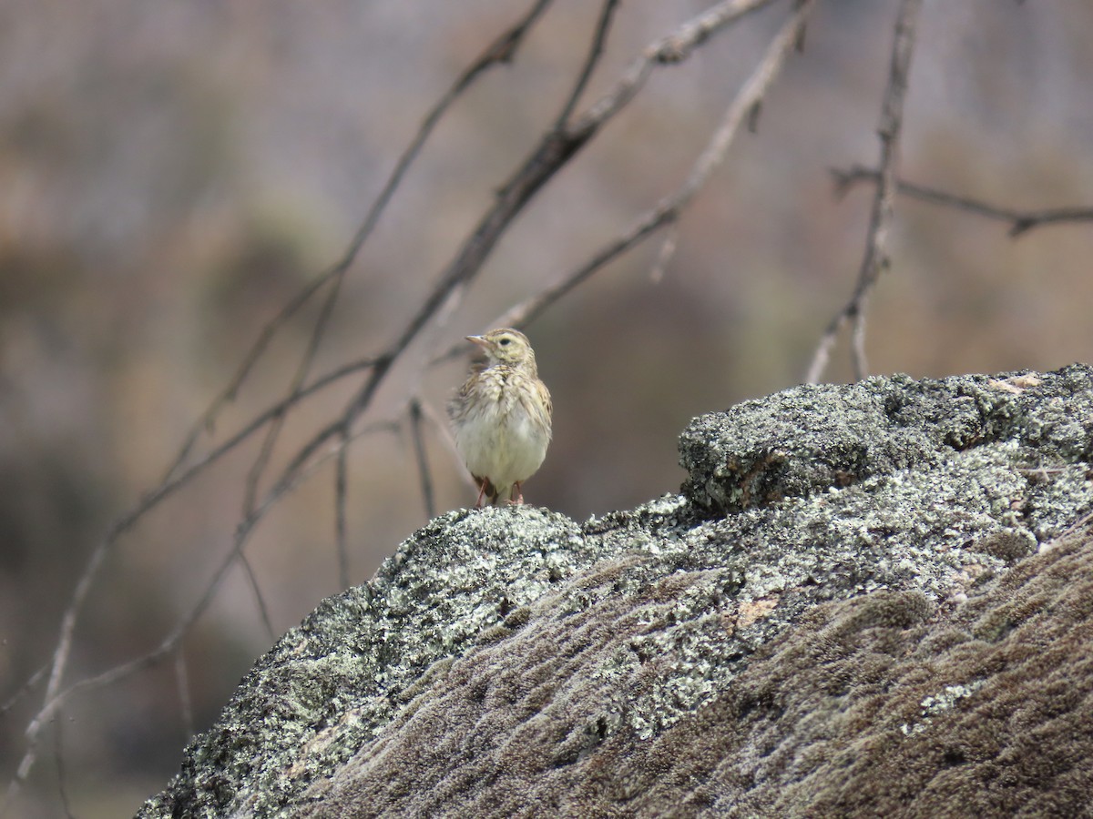 Australian Pipit - ML646231513
