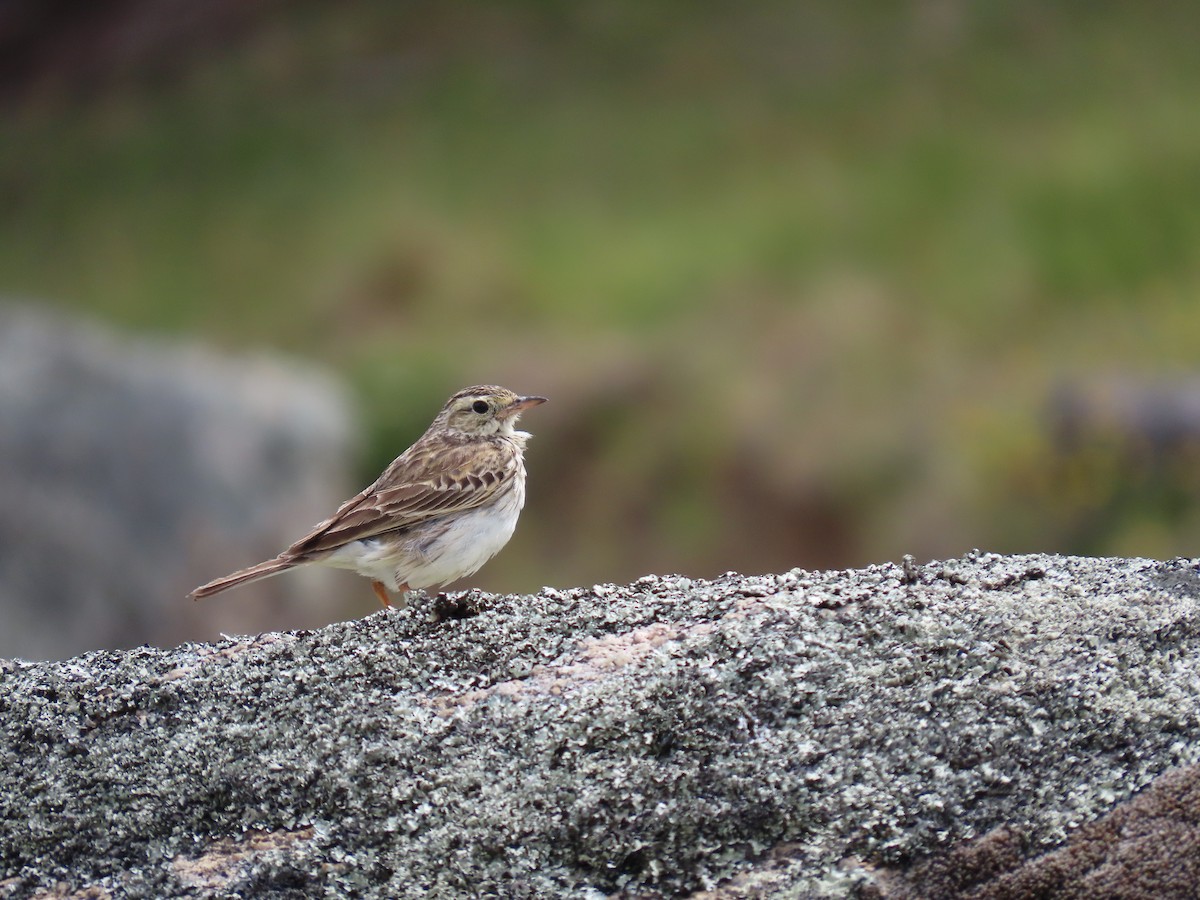 Australian Pipit - ML646231514