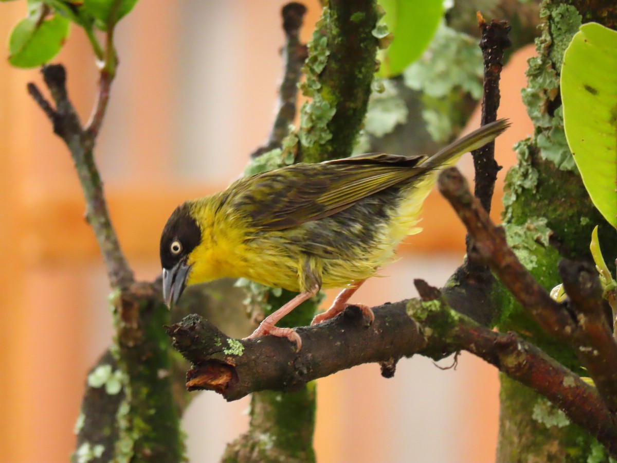 Tejedor Baglafecht - ML646231519