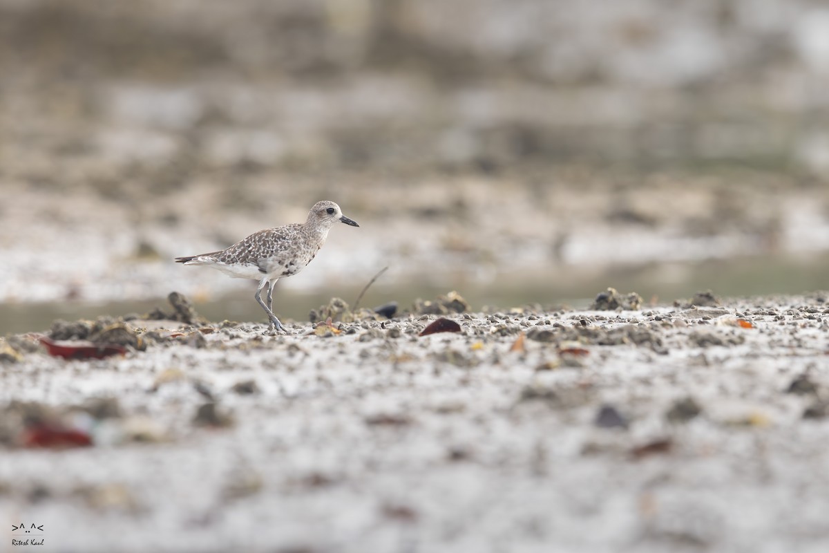 Black-bellied Plover - ML646231525