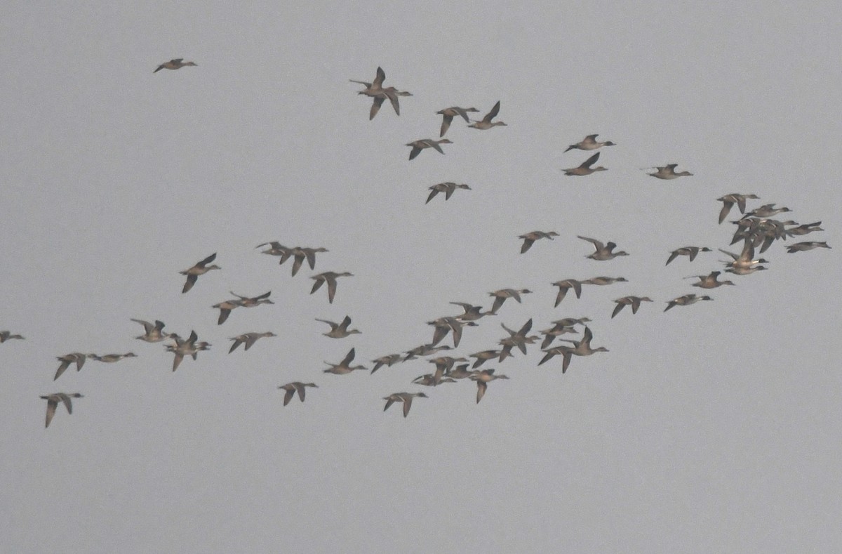 Northern Pintail - ML646231535