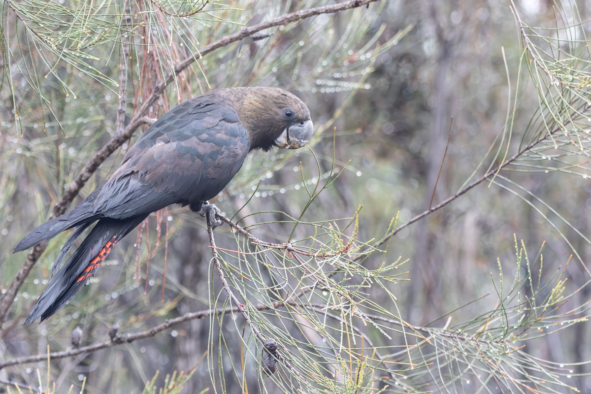 Glossy Black-Cockatoo - ML646231536
