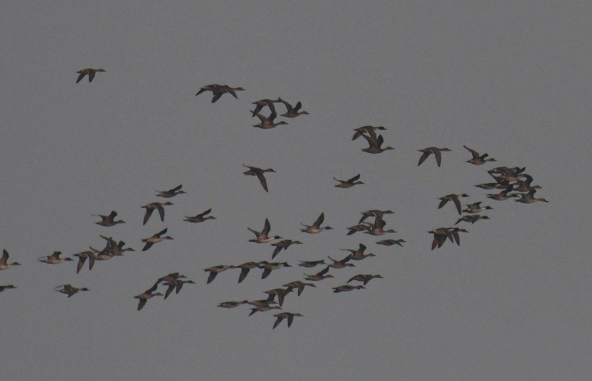 Northern Pintail - ML646231538