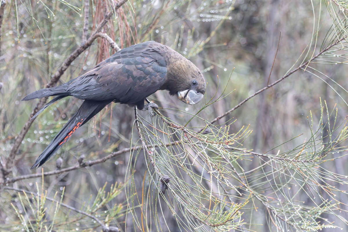 Glossy Black-Cockatoo - ML646231539