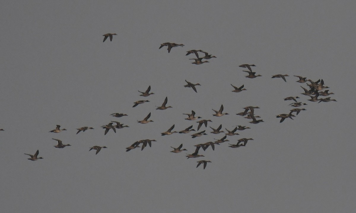 Northern Pintail - ML646231540