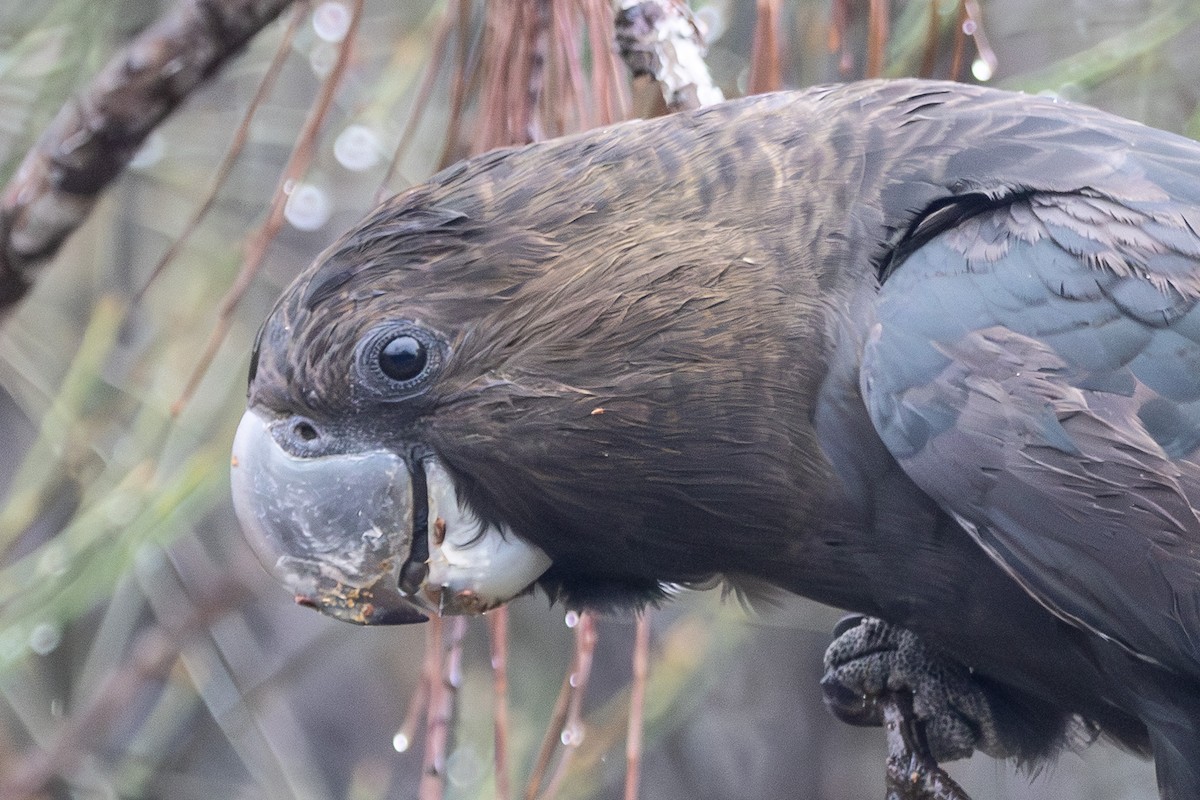 Glossy Black-Cockatoo - ML646231541