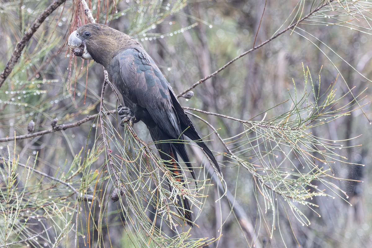 Glossy Black-Cockatoo - ML646231548