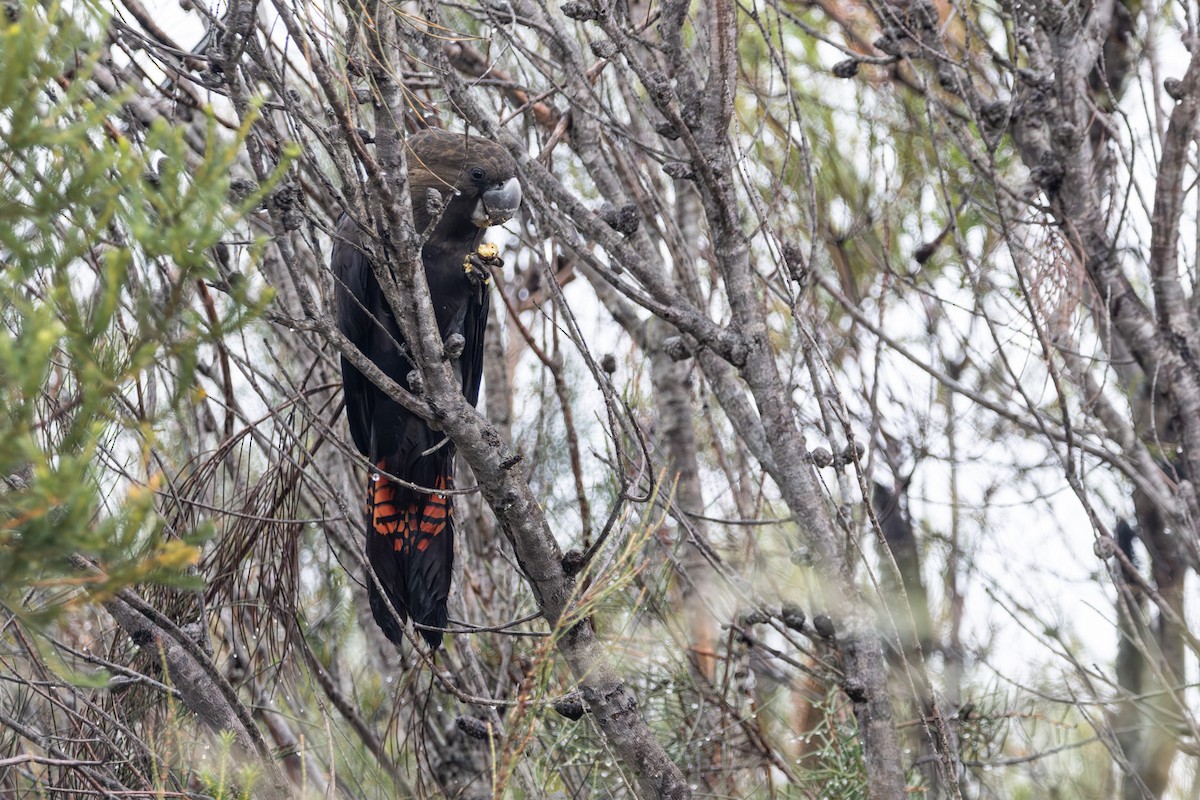 Glossy Black-Cockatoo - ML646231554